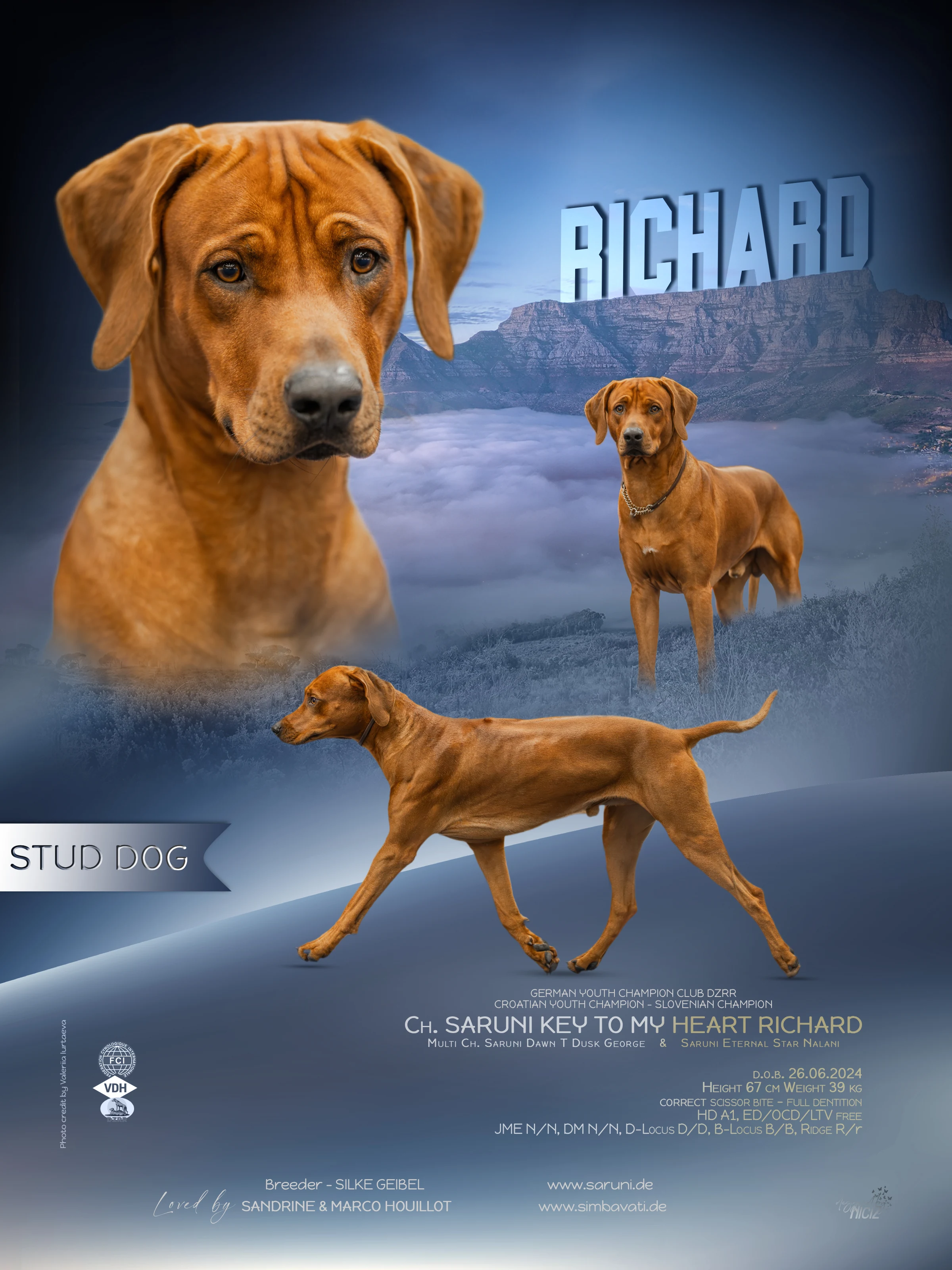 Richard: Collage mit Porträts, Championtiteln, Abstammung und Gesundheitsangaben