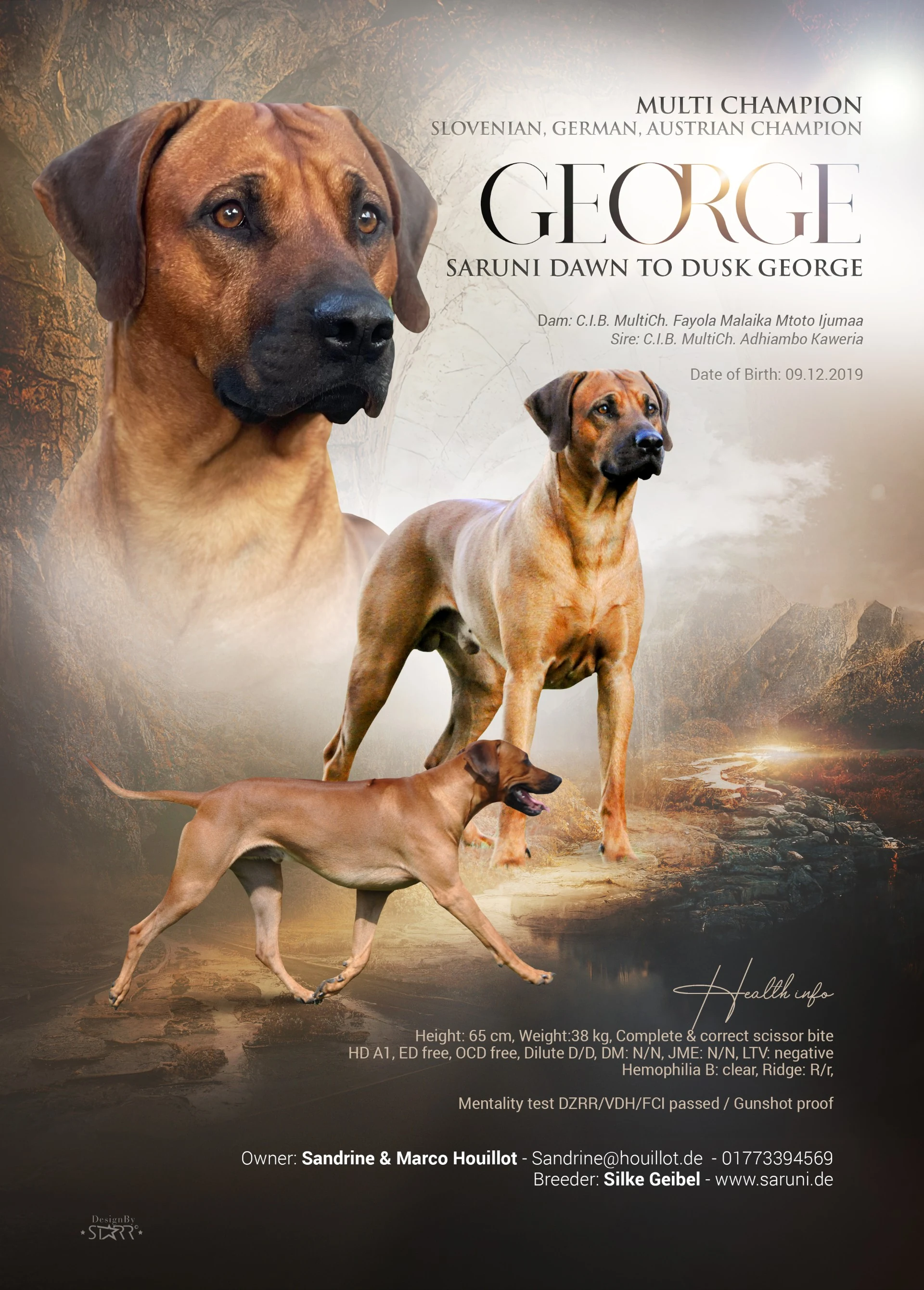 George: Collage mit Porträts, Championtiteln, Abstammung und Gesundheitsangaben