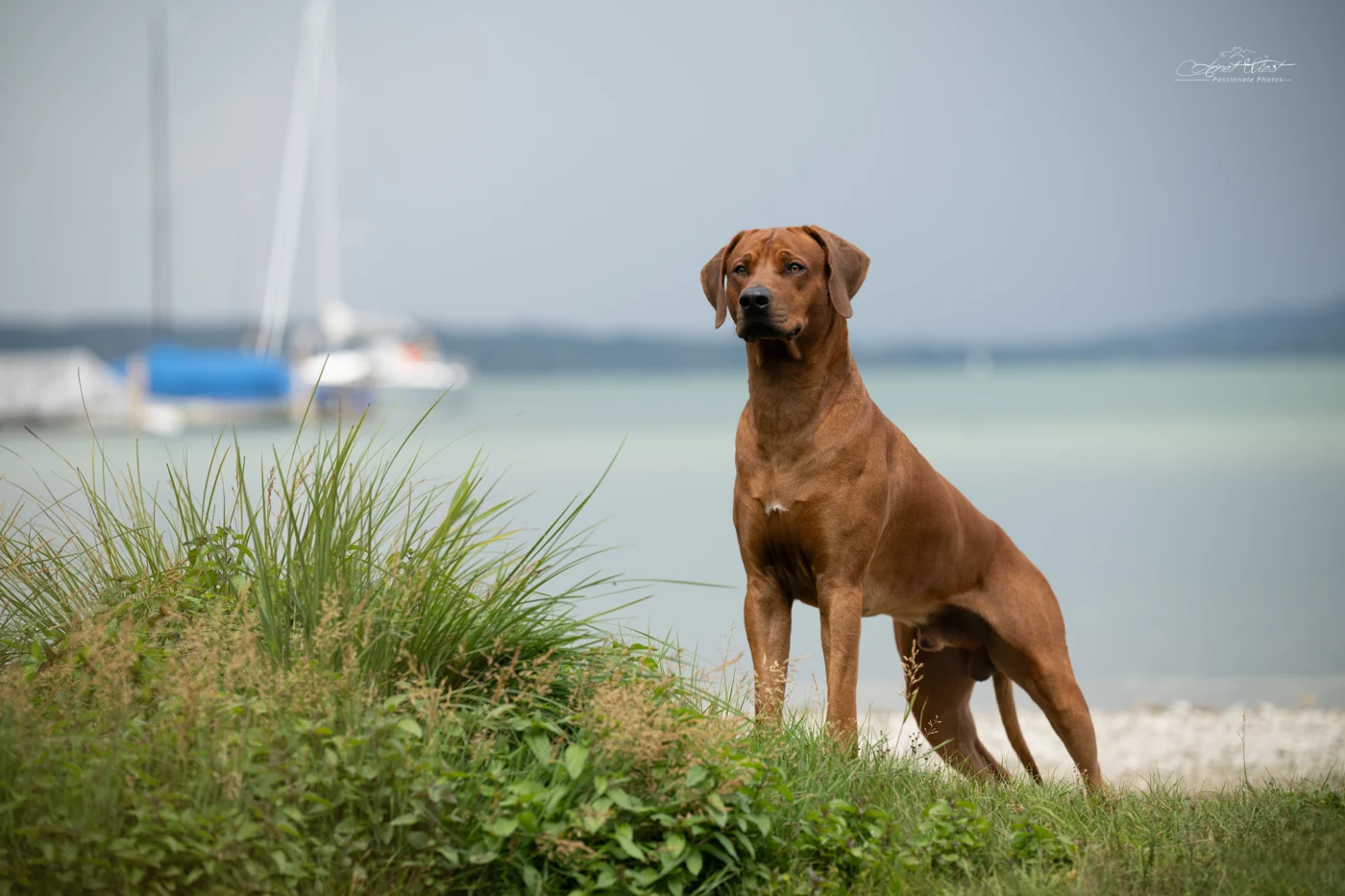 Richard steht im Gras am See und blickt aufmerksam in die Kamera